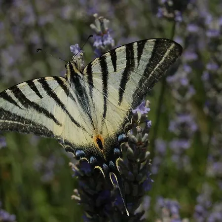 Millesime Proche St Emillion * Abzac