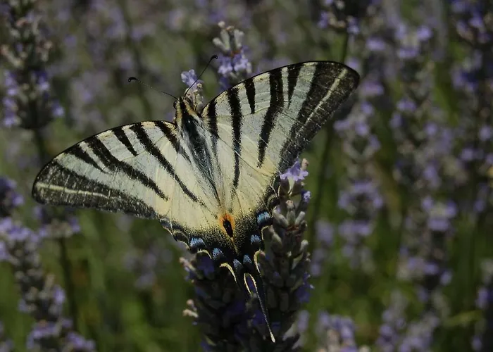 Millesime Proche St Emillion * Abzac